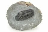 Phacopid (Adrisiops) Trilobite - Jbel Oudriss, Morocco #253698-3